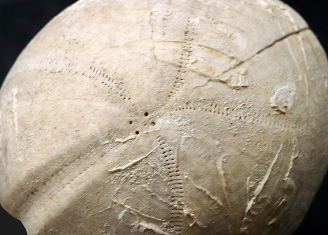 饅頭いや肉まん？白亜紀の大型のウニ、エキノコリスの立派な化石（その2）