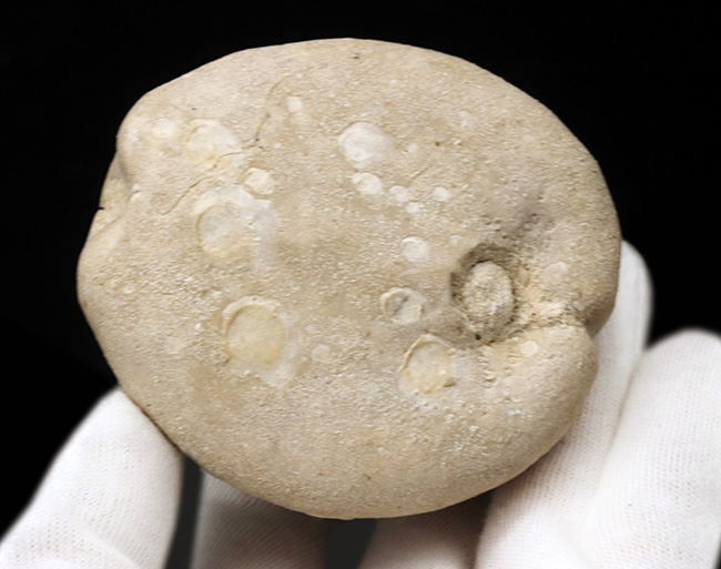 饅頭いや肉まん？白亜紀の大型のウニ、エキノコリスの立派な化石（その3）
