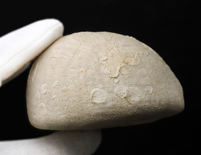饅頭いや肉まん？白亜紀の大型のウニ、エキノコリスの立派な化石（その4）