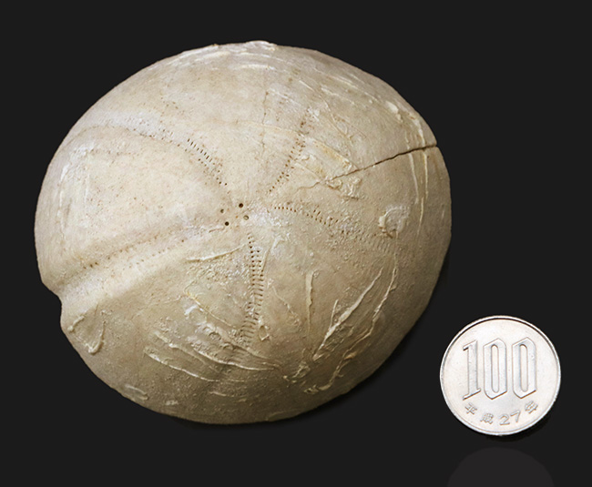 饅頭いや肉まん？白亜紀の大型のウニ、エキノコリスの立派な化石（その6）