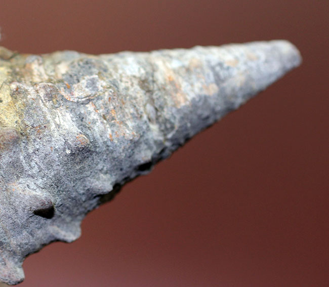 国産の絶滅巻き貝ビカリア(Vicarya sp.)状態の良い大型標本 国産の絶滅巻き貝ビカリア(Vicarya sp.)状態の良い大型標本