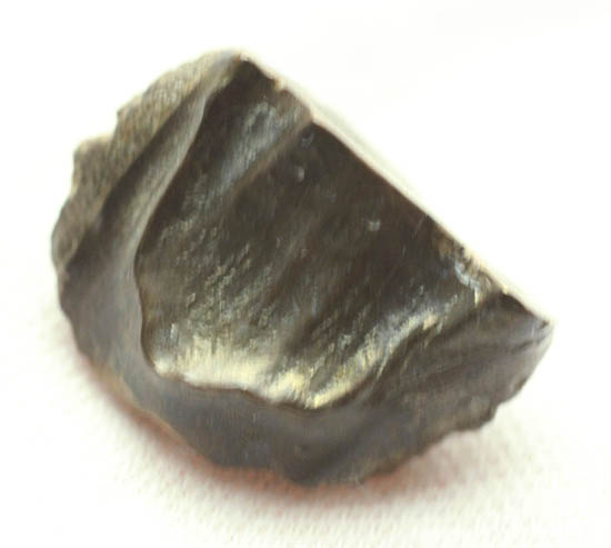 誰もが知っている知名度抜群の恐竜、トリケラトプスの歯化石