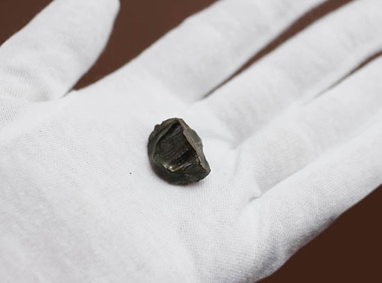 誰もが知っている知名度抜群の恐竜、トリケラトプスの歯化石(その5)
