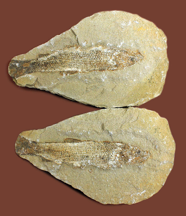 希少なブラジル産サンタナ産、鱗の保存状態がパーフェクトな絶滅古代魚の化石、タッリアス・アラリピス（その1）