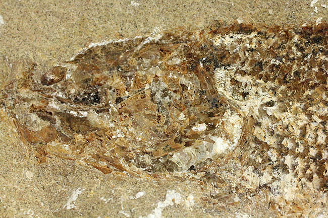 希少なブラジル産サンタナ産、鱗の保存状態がパーフェクトな絶滅古代魚の化石、タッリアス・アラリピス（その10）
