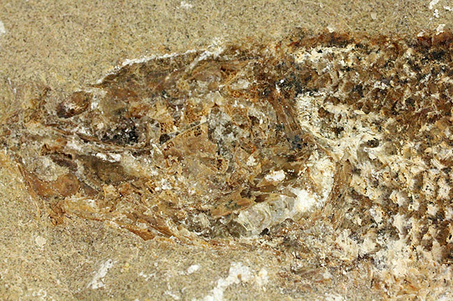 希少なブラジル産サンタナ産、鱗の保存状態がパーフェクトな絶滅古代魚の化石、タッリアス・アラリピス(その10)