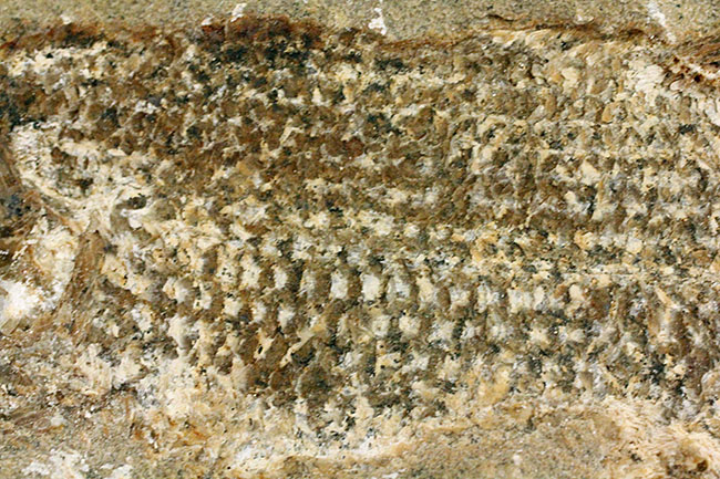 希少なブラジル産サンタナ産、鱗の保存状態がパーフェクトな絶滅古代魚の化石、タッリアス・アラリピス（その11）