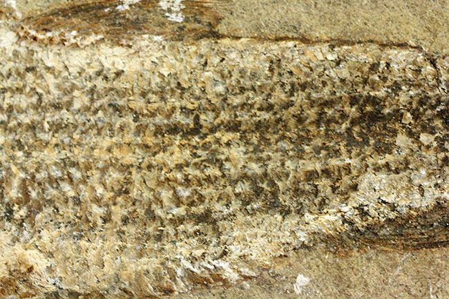 希少なブラジル産サンタナ産、鱗の保存状態がパーフェクトな絶滅古代魚の化石、タッリアス・アラリピス（その12）