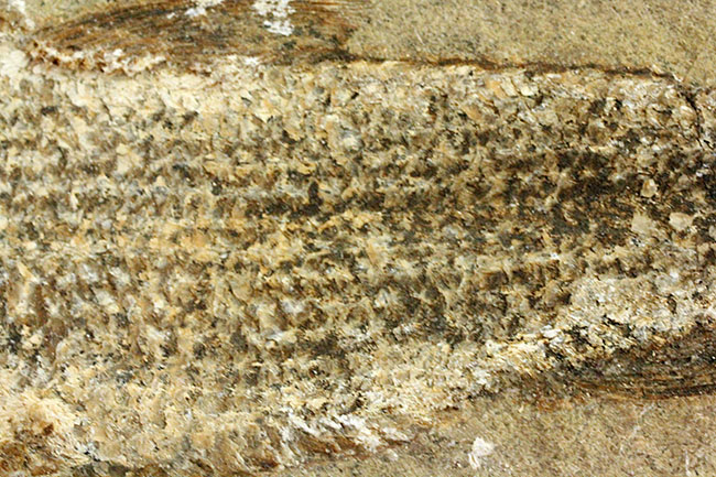 希少なブラジル産サンタナ産、鱗の保存状態がパーフェクトな絶滅古代魚の化石、タッリアス・アラリピス(その12)