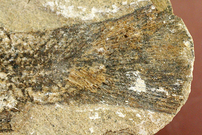 希少なブラジル産サンタナ産、鱗の保存状態がパーフェクトな絶滅古代魚の化石、タッリアス・アラリピス(その13)