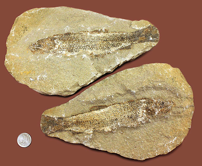 希少なブラジル産サンタナ産、鱗の保存状態がパーフェクトな絶滅古代魚の化石、タッリアス・アラリピス(その14)
