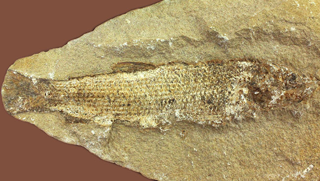 希少なブラジル産サンタナ産、鱗の保存状態がパーフェクトな絶滅古代魚の化石、タッリアス・アラリピス（その2）