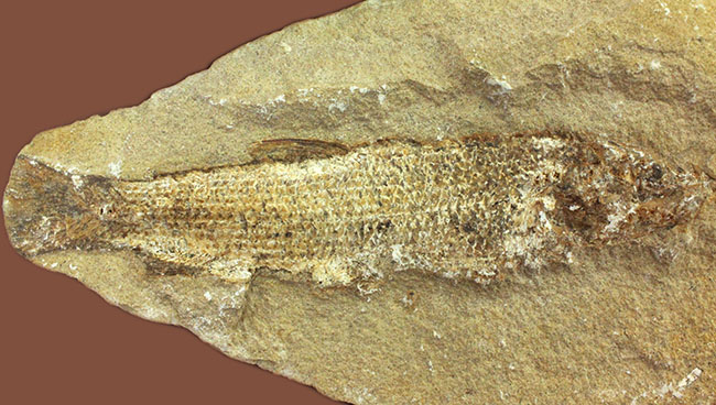 希少なブラジル産サンタナ産、鱗の保存状態がパーフェクトな絶滅古代魚の化石、タッリアス・アラリピス(その2)