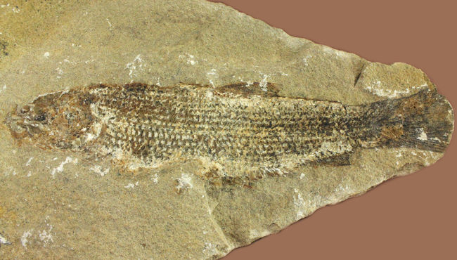 希少なブラジル産サンタナ産、鱗の保存状態がパーフェクトな絶滅古代魚の化石、タッリアス・アラリピス(その3)
