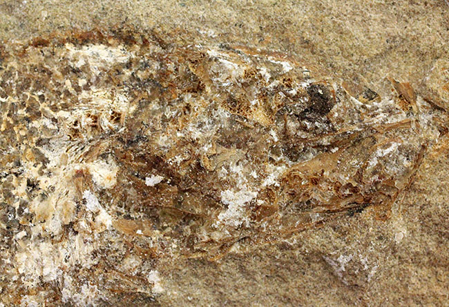 希少なブラジル産サンタナ産、鱗の保存状態がパーフェクトな絶滅古代魚の化石、タッリアス・アラリピス(その5)