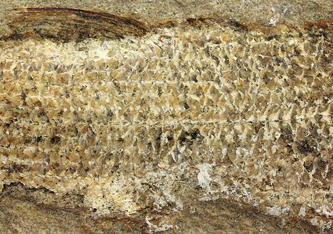 希少なブラジル産サンタナ産、鱗の保存状態がパーフェクトな絶滅古代魚の化石、タッリアス・アラリピス（その6）
