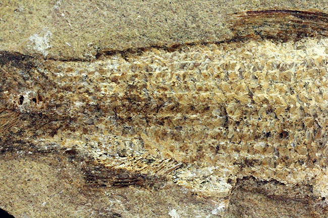 希少なブラジル産サンタナ産、鱗の保存状態がパーフェクトな絶滅古代魚の化石、タッリアス・アラリピス（その7）