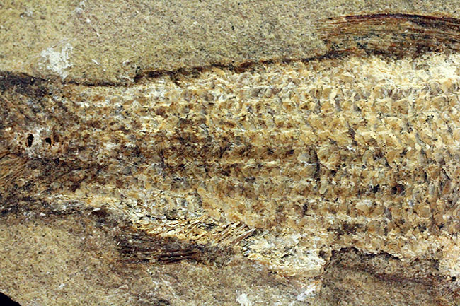 希少なブラジル産サンタナ産、鱗の保存状態がパーフェクトな絶滅古代魚の化石、タッリアス・アラリピス(その7)