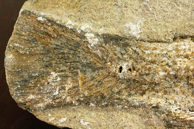 希少なブラジル産サンタナ産、鱗の保存状態がパーフェクトな絶滅古代魚の化石、タッリアス・アラリピス（その8）