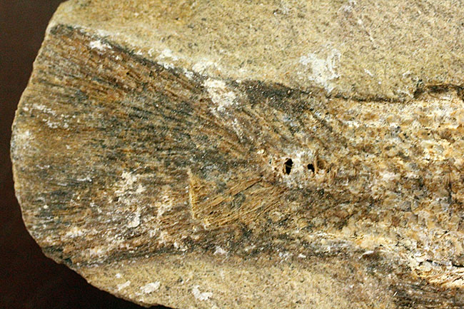 希少なブラジル産サンタナ産、鱗の保存状態がパーフェクトな絶滅古代魚の化石、タッリアス・アラリピス(その8)