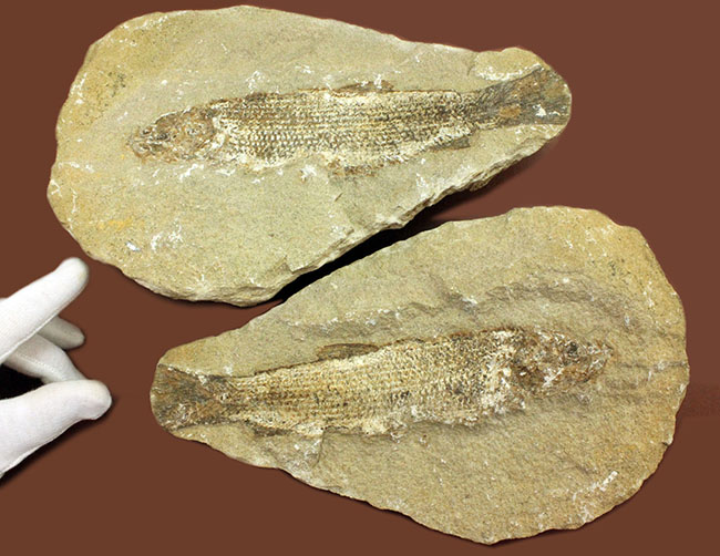 希少なブラジル産サンタナ産、鱗の保存状態がパーフェクトな絶滅古代魚の化石、タッリアス・アラリピス(その9)