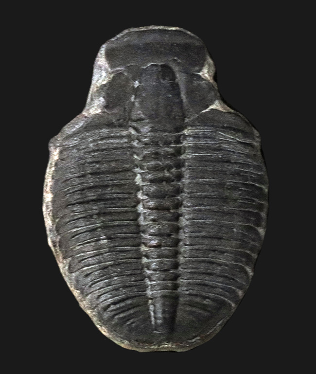 大きい、３センチ級！極めて古い、カンブリア紀の原始的な三葉虫、エルラシア・キンギ（Elrathia Kingi）（その1）