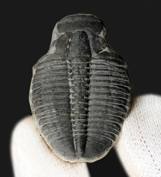 大きい、３センチ級！極めて古い、カンブリア紀の原始的な三葉虫、エルラシア・キンギ（Elrathia Kingi）（その3）