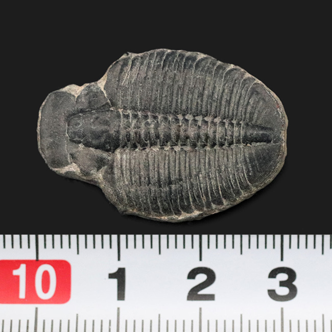 大きい、３センチ級！極めて古い、カンブリア紀の原始的な三葉虫、エルラシア・キンギ（Elrathia Kingi）（その5）