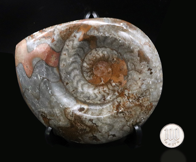 カラフル＆ビッグ！デボン紀の頭足類、ゴニアタイト（Goniatite）の大判化石（その10）