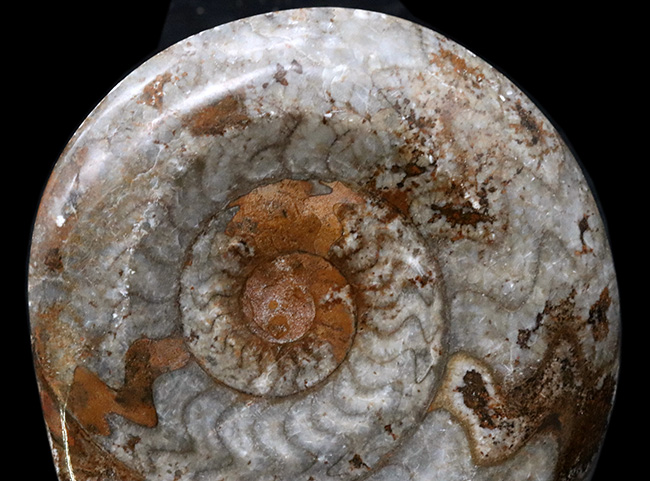 カラフル＆ビッグ！デボン紀の頭足類、ゴニアタイト（Goniatite）の大判化石（その3）