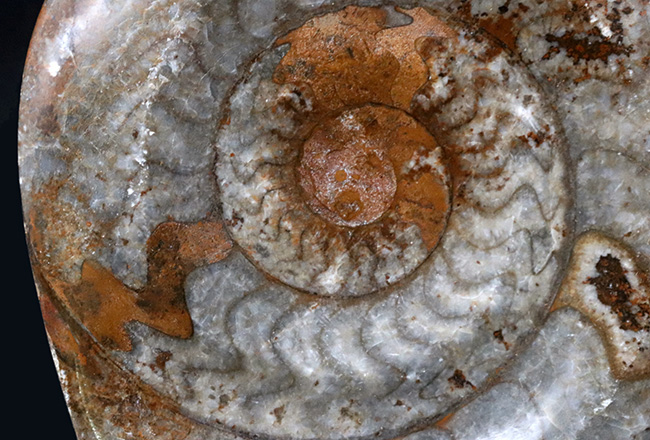 カラフル＆ビッグ！デボン紀の頭足類、ゴニアタイト（Goniatite）の大判化石（その6）