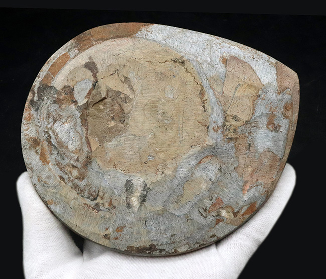 カラフル＆ビッグ！デボン紀の頭足類、ゴニアタイト（Goniatite）の大判化石（その7）