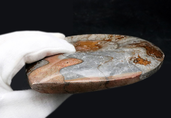 カラフル＆ビッグ！デボン紀の頭足類、ゴニアタイト（Goniatite）の大判化石（その8）