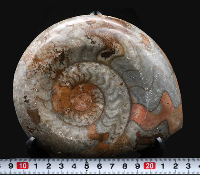 カラフル＆ビッグ！デボン紀の頭足類、ゴニアタイト（Goniatite）の大判化石（その9）