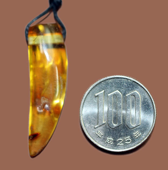 琥珀名産地バルト海から誕生した、琥珀化石のペンダント(Amber)（その10）