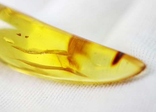 琥珀名産地バルト海から誕生した、琥珀化石のペンダント(Amber)(その4)