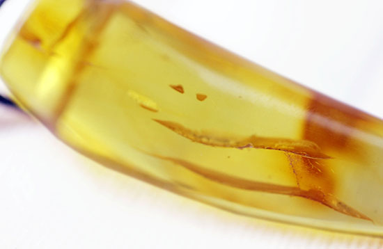 琥珀名産地バルト海から誕生した、琥珀化石のペンダント(Amber)(その5)