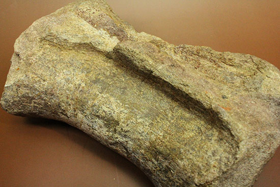 ジュラ紀の王様。歩くと地震が起きた？史上最長の恐竜セイスモサウルスの巨大な尾椎化石（その12）