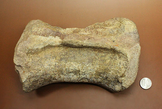 ジュラ紀の王様。歩くと地震が起きた？史上最長の恐竜セイスモサウルスの巨大な尾椎化石（その15）