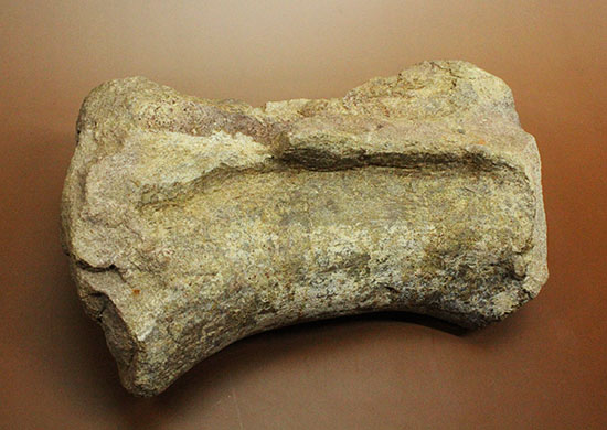 ジュラ紀の王様。歩くと地震が起きた？史上最長の恐竜セイスモサウルスの巨大な尾椎化石（その2）