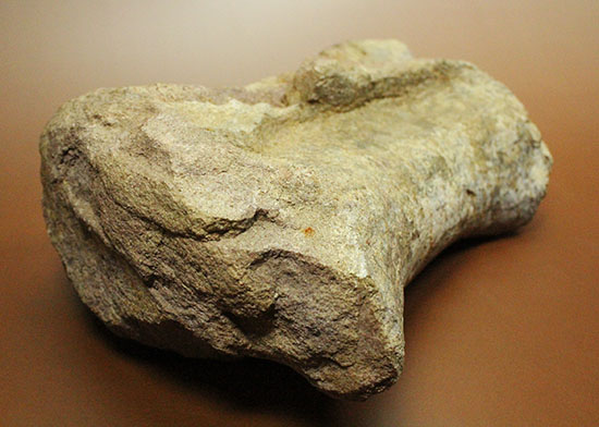 ジュラ紀の王様。歩くと地震が起きた？史上最長の恐竜セイスモサウルスの巨大な尾椎化石（その6）