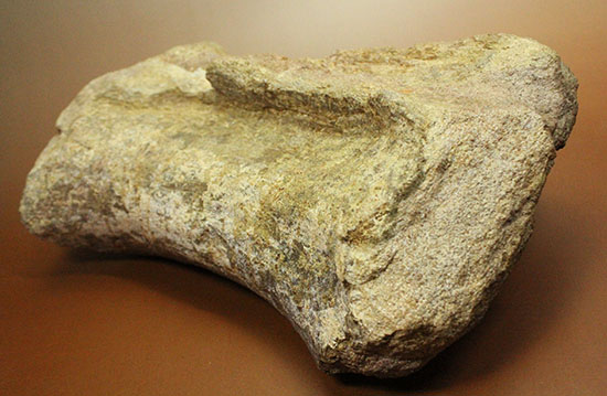 ジュラ紀の王様。歩くと地震が起きた？史上最長の恐竜セイスモサウルスの巨大な尾椎化石（その8）
