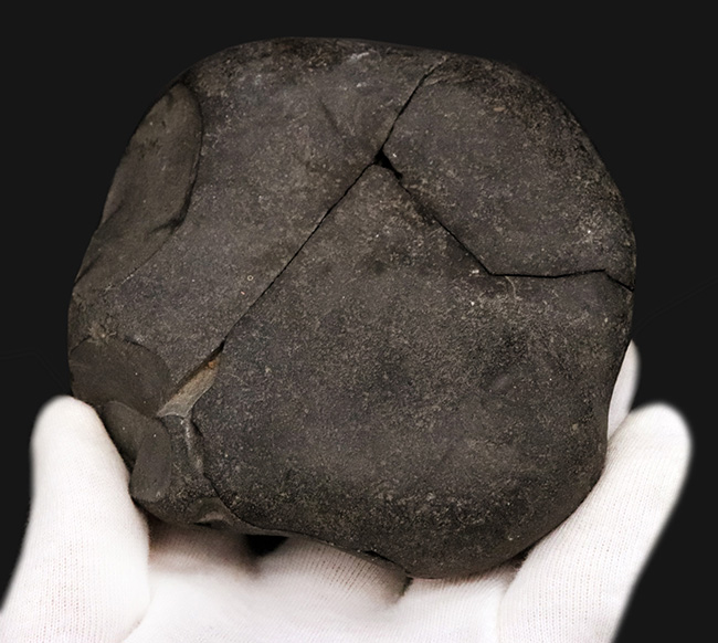 ずっしりと重く存在感あり！ネパール・ヒマラヤ産のジュラ紀の