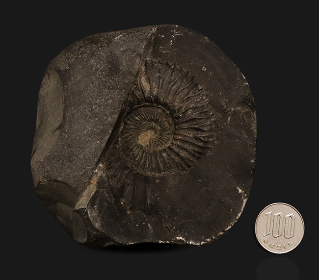 ずっしりと重く存在感あり！ネパール・ヒマラヤ産のジュラ紀の