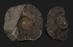 ずっしりと重く存在感あり！ネパール・ヒマラヤ産のジュラ紀のノジュール型アンモナイト（Ammonite）