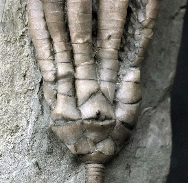 ザ・パーフェクト！これ以上望めない最高レベルの保存状態を示す、米国インディアナ州産のウミユリ、スキタロクリヌス（Scytalocrinus decadactylus）の化石（その11）