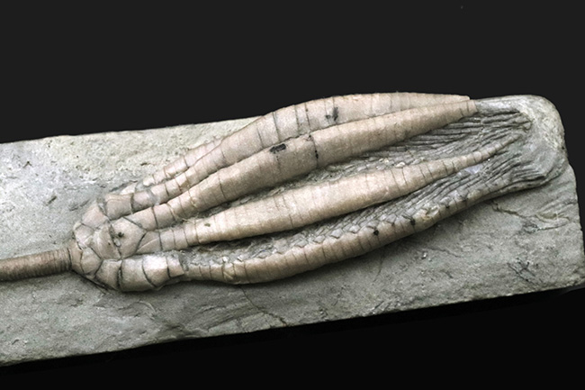 ザ・パーフェクト！これ以上望めない最高レベルの保存状態を示す、米国インディアナ州産のウミユリ、スキタロクリヌス（Scytalocrinus decadactylus）の化石（その2）