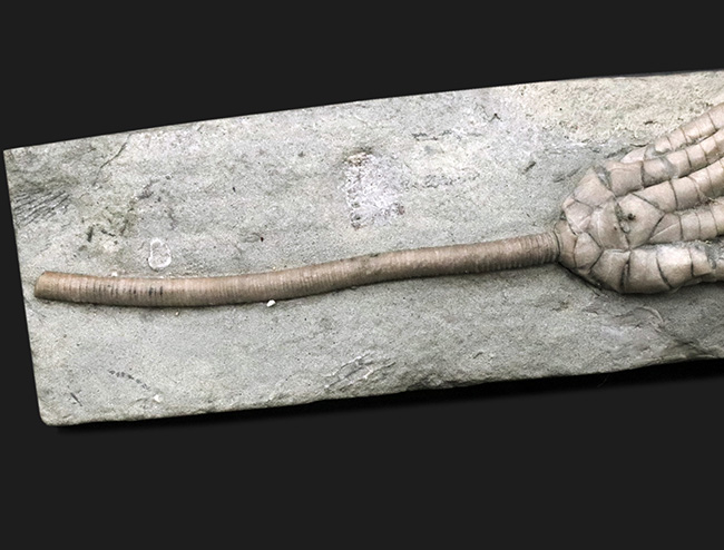 ザ・パーフェクト！これ以上望めない最高レベルの保存状態を示す、米国インディアナ州産のウミユリ、スキタロクリヌス（Scytalocrinus decadactylus）の化石（その3）
