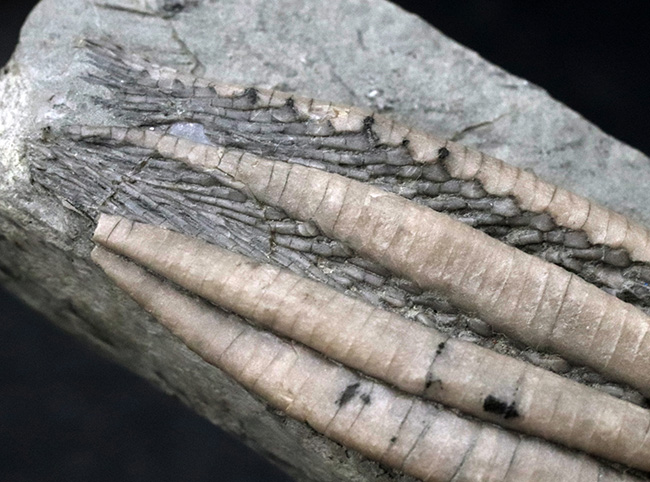 ザ・パーフェクト！これ以上望めない最高レベルの保存状態を示す、米国インディアナ州産のウミユリ、スキタロクリヌス（Scytalocrinus decadactylus）の化石（その5）