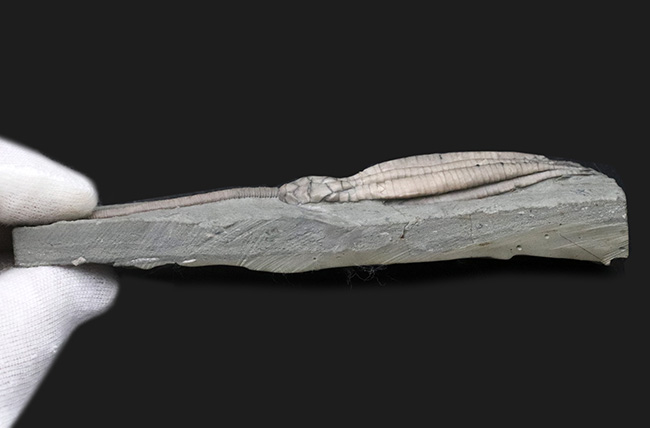 ザ・パーフェクト！これ以上望めない最高レベルの保存状態を示す、米国インディアナ州産のウミユリ、スキタロクリヌス（Scytalocrinus decadactylus）の化石（その8）
